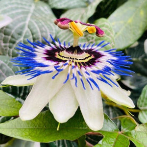 Passionflower Liquid Extract - Passiflora Caerulea