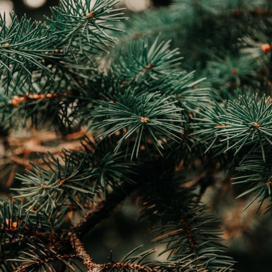 Pine Essential Oil