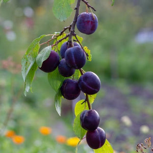 Prune Powder Extract - Prunus Salicina