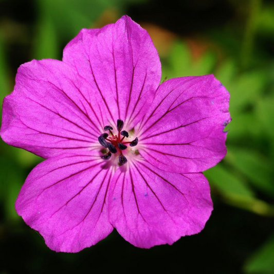 Rose Geranium Premium Natural Blend Essential Oil
