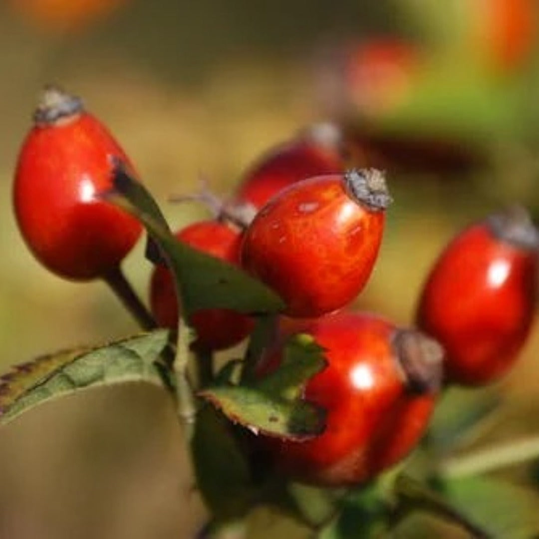 Rosehip Liquid Extract - Rosa Canina