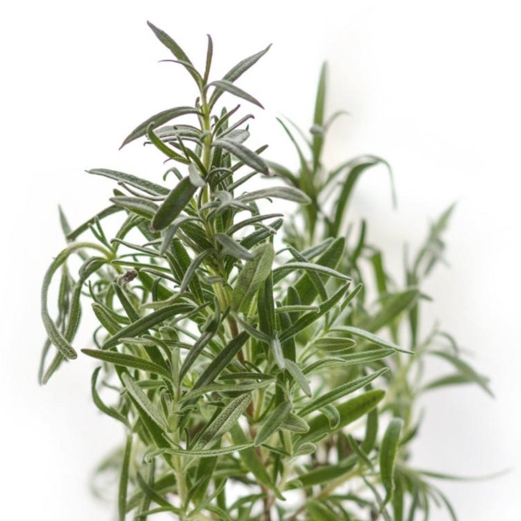 Rosemary Leaf Cut Dried Herb - Romarinus Officinalis
