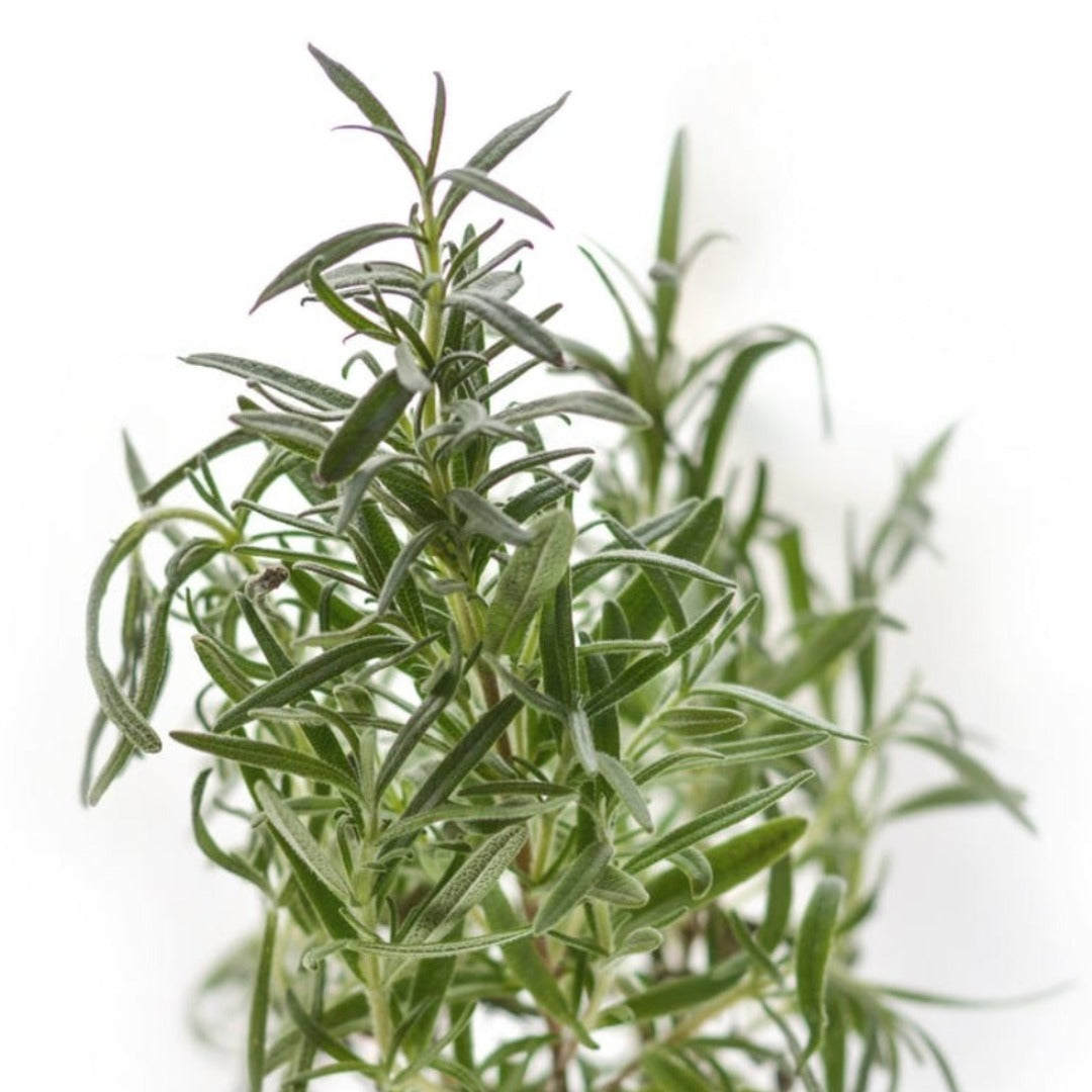 Rosemary Liquid Extract - Rosmarinus Officinalis