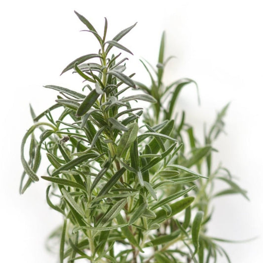 Rosemary Liquid Extract - Rosmarinus Officinalis