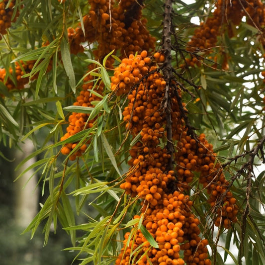 Seabuckthorn Liquid Extract - Hippophae Rhamnoides