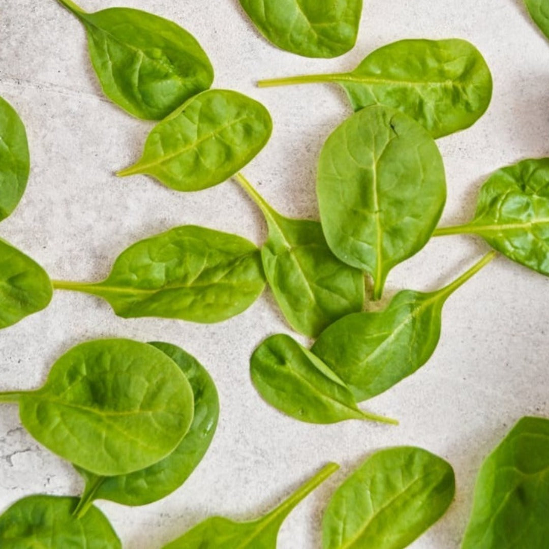 Spinach Liquid Extracts - Spinacia Oleracea