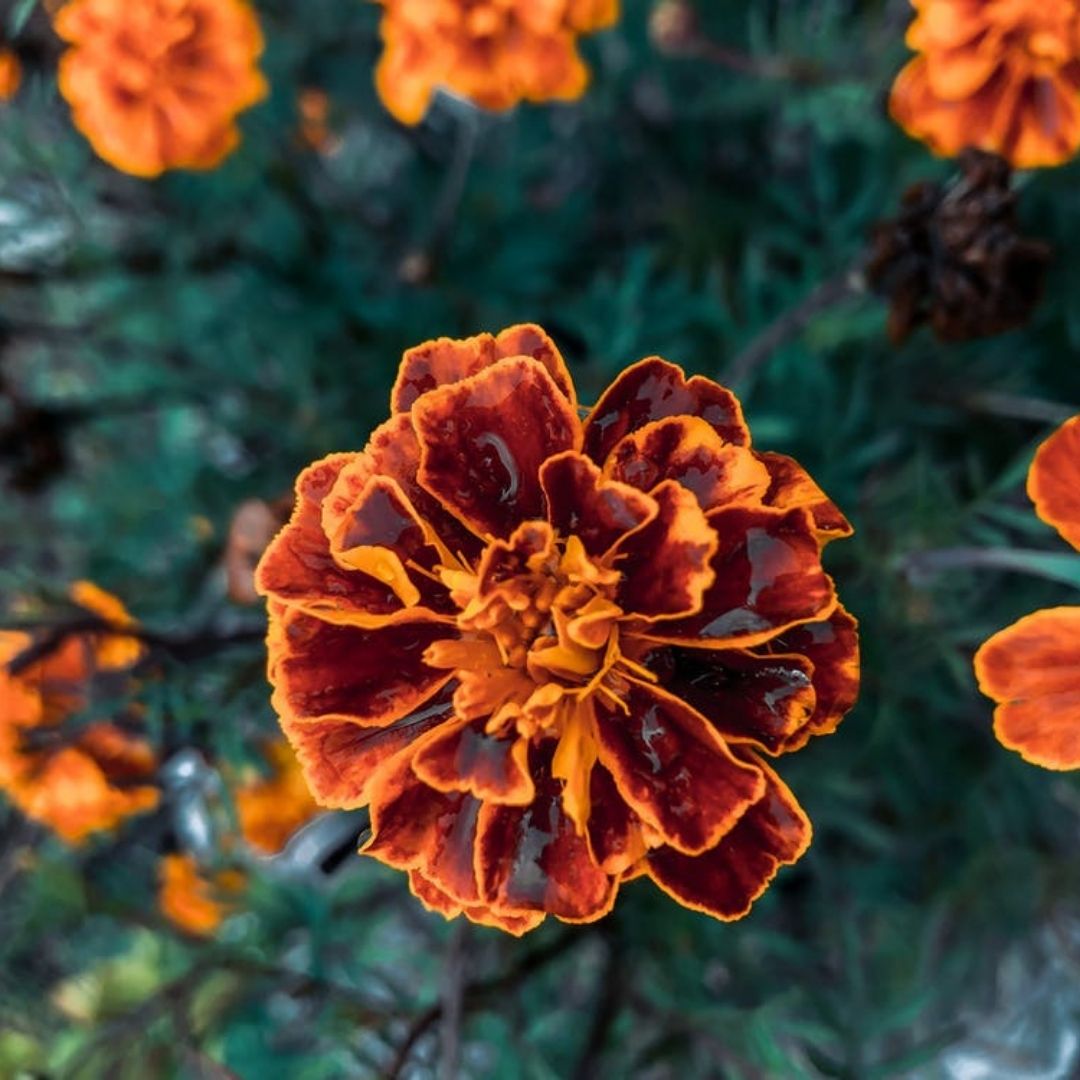 Tagetes Essential Oil