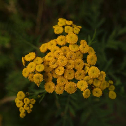 Tansy Essential Oil