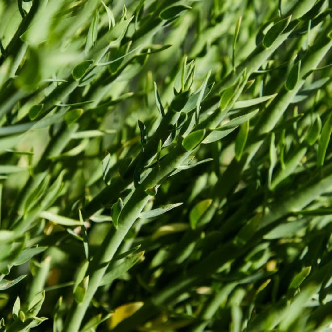Tarragon Essential Oil
