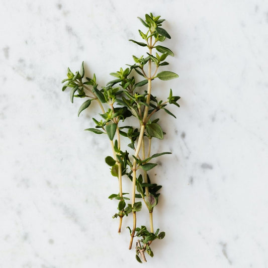 Thyme White Essential Oil