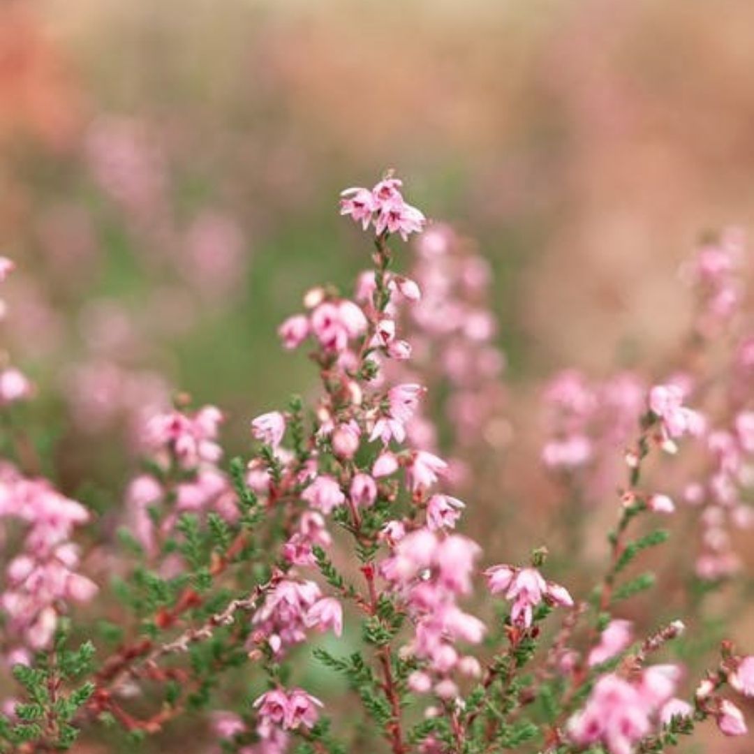 Thyme Red Essential Oil