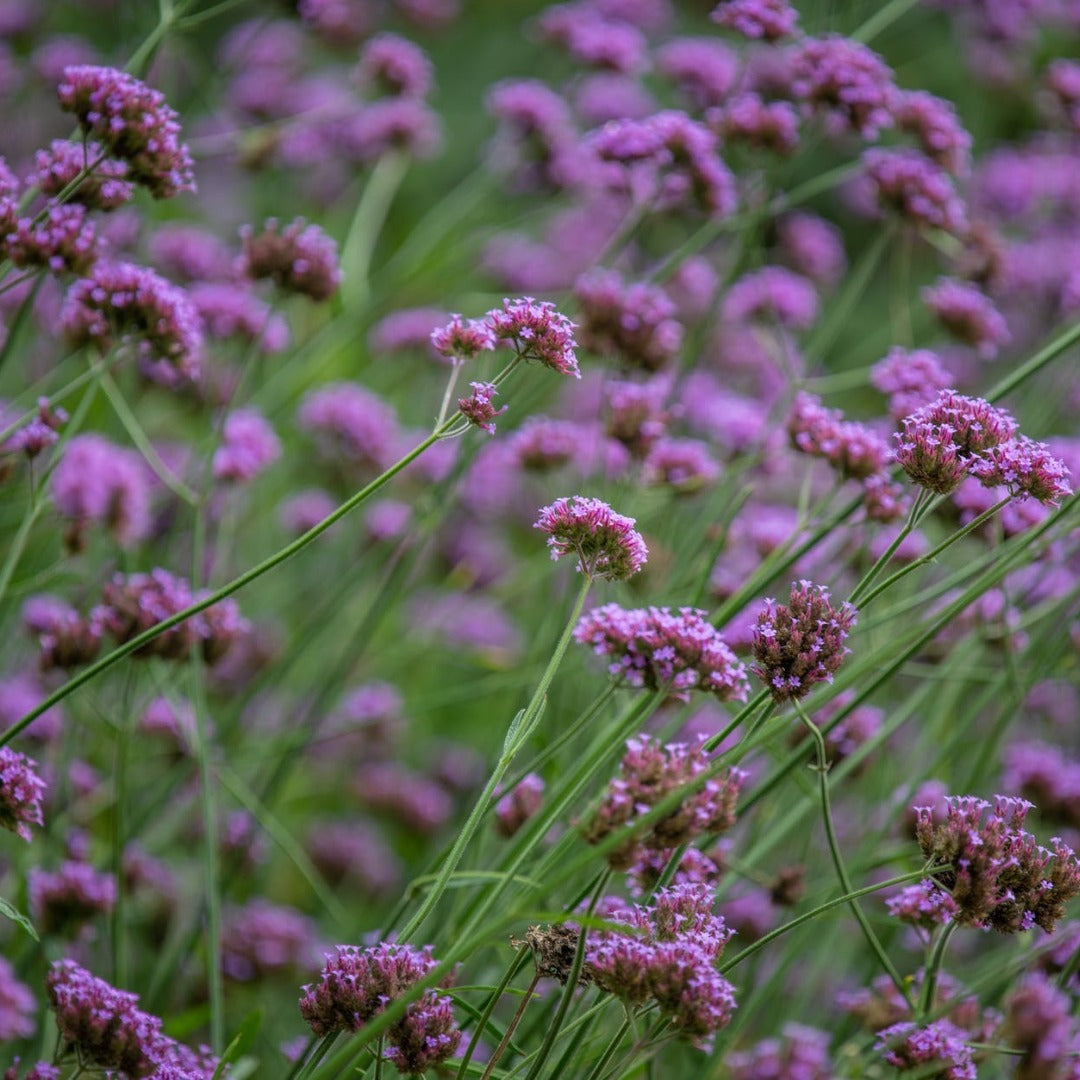 Verbena Powder Extract - Verbena Officinalis