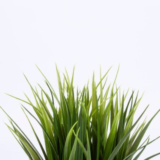 Wheatgrass Powder Extract - Triticum Aestivum