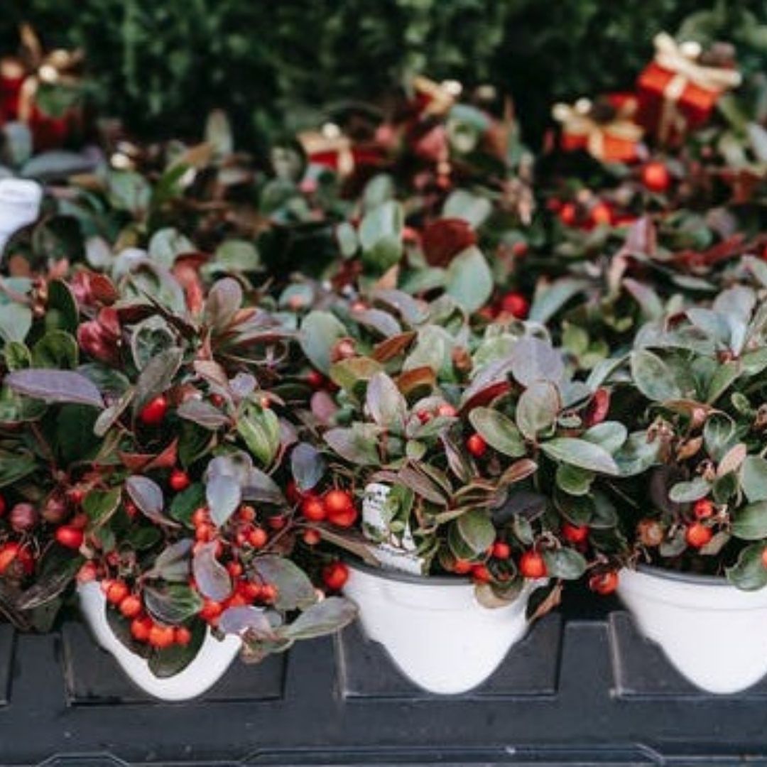 Wintergreen Essential Oil
