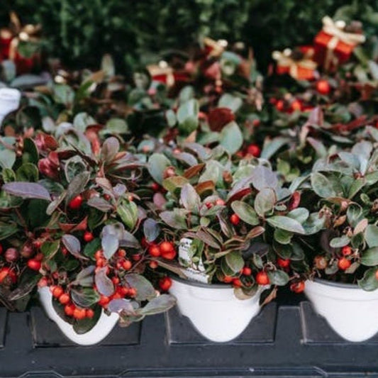Wintergreen Essential Oil