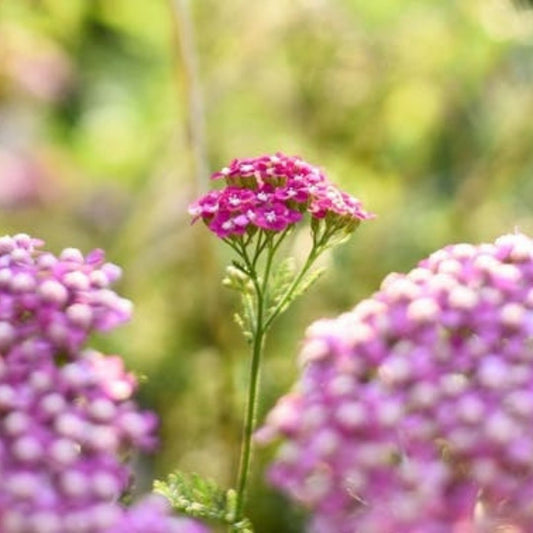 Yarrow Chamazulene (Blue) Essential Oil